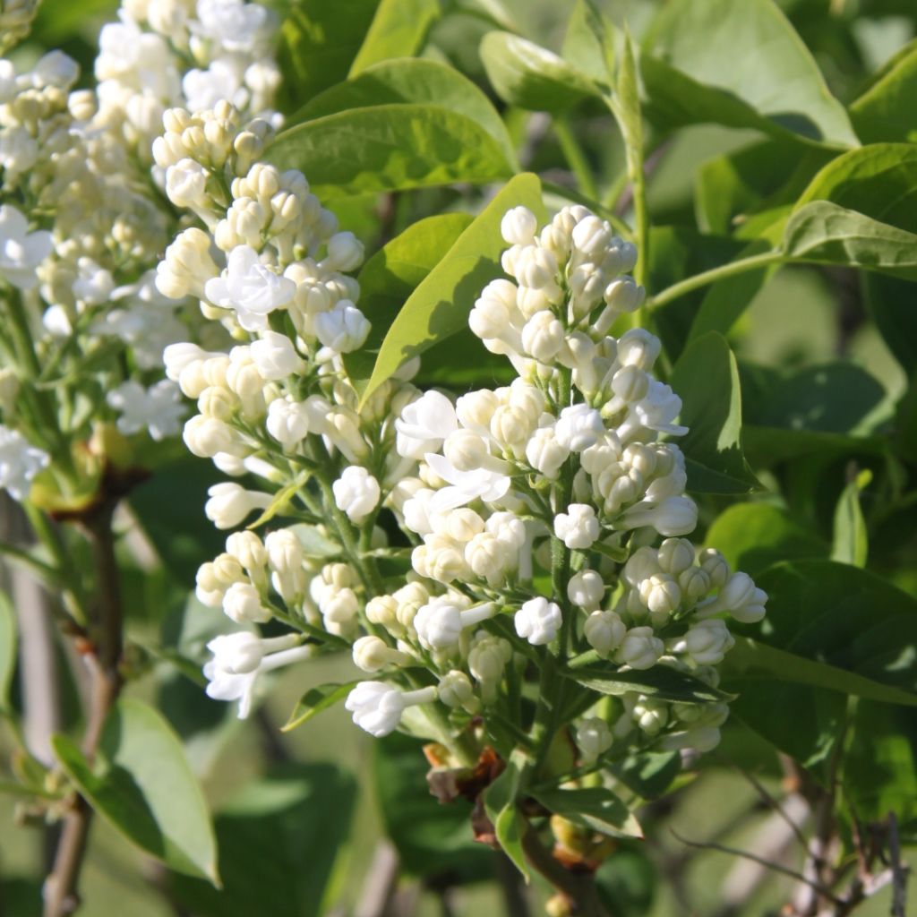 Lilas - Syringa vulgaris Madame Lemoine