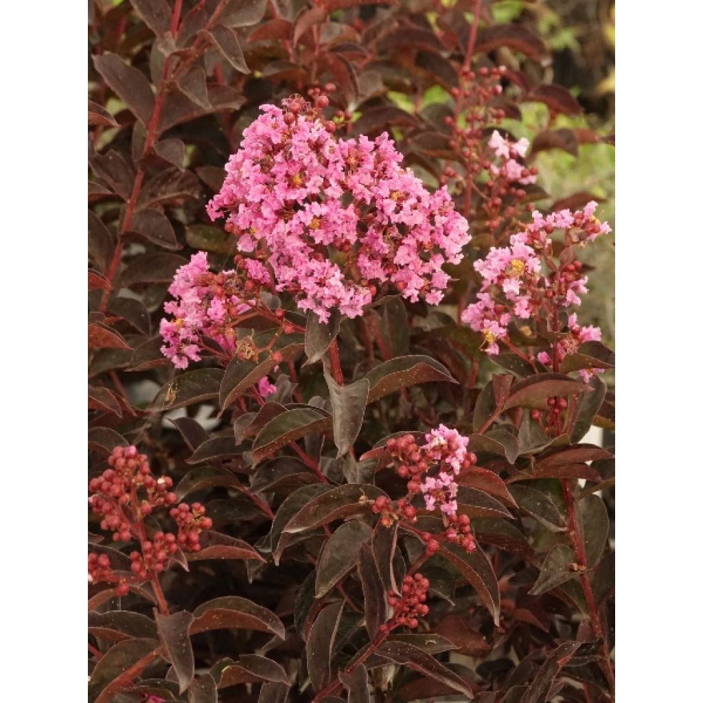 Lagerstroemia indica Black Solitaire (Black Diamond) Shell Pink - Lilas des Indes