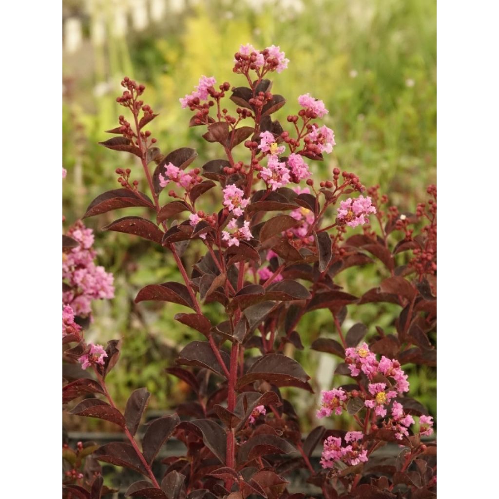 Lagerstroemia indica Black Solitaire (Black Diamond) Shell Pink - Lilas des Indes