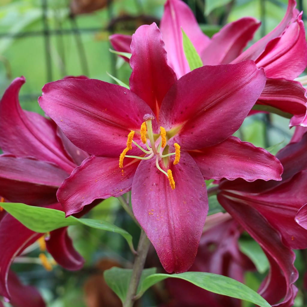 Lis hybride Purple Prince (Oriental/Trompette) - Lys géant