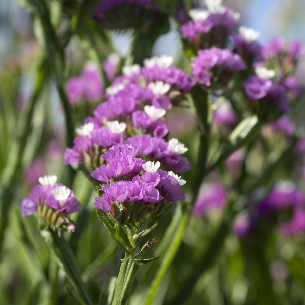 Graines de Statice Forever Rose - Limonium sinuatum