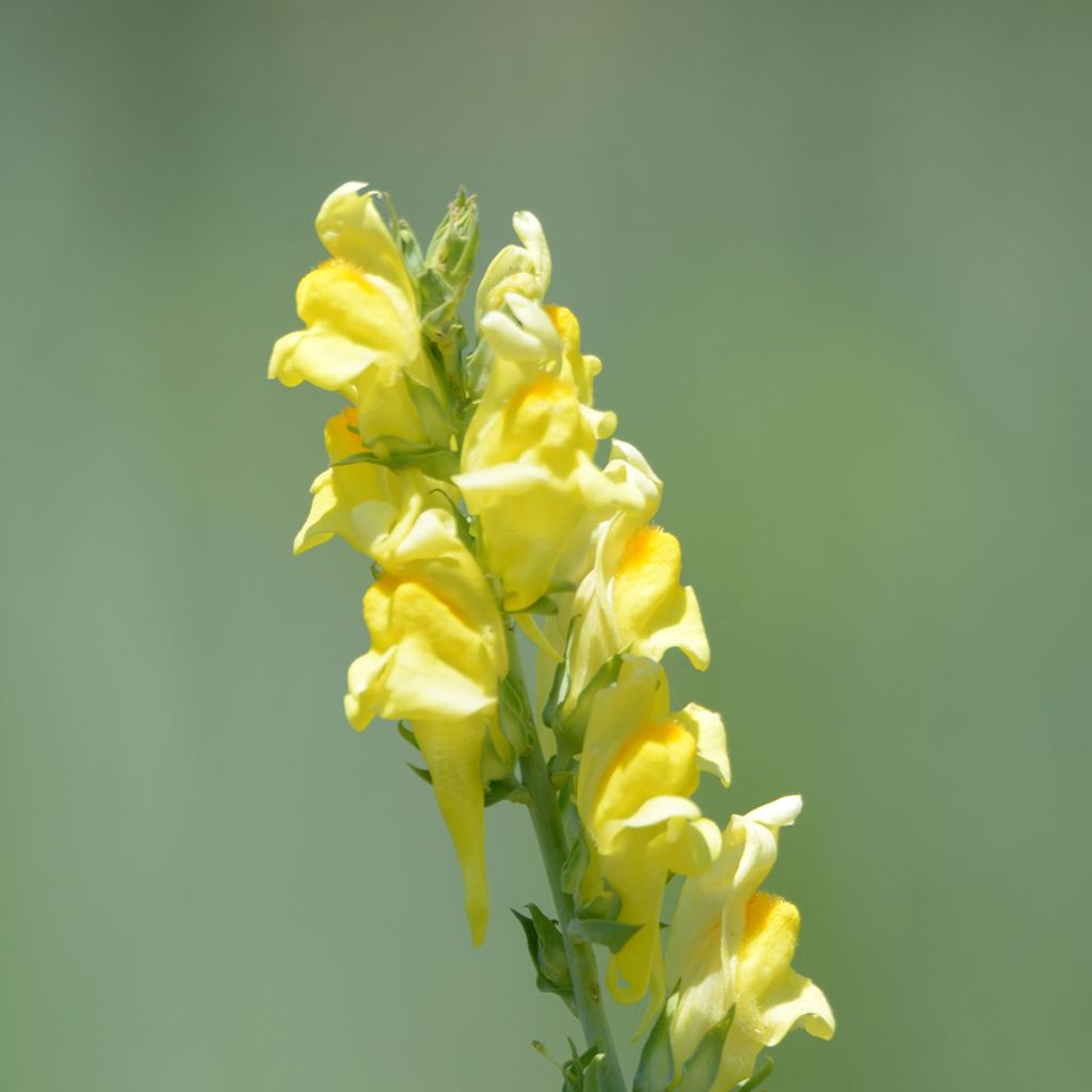 Linaria dalmatica – Linaire de Dalmatie