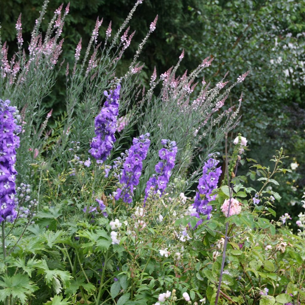 Linaria purpurea Canon J. Went - Linaire pourpre