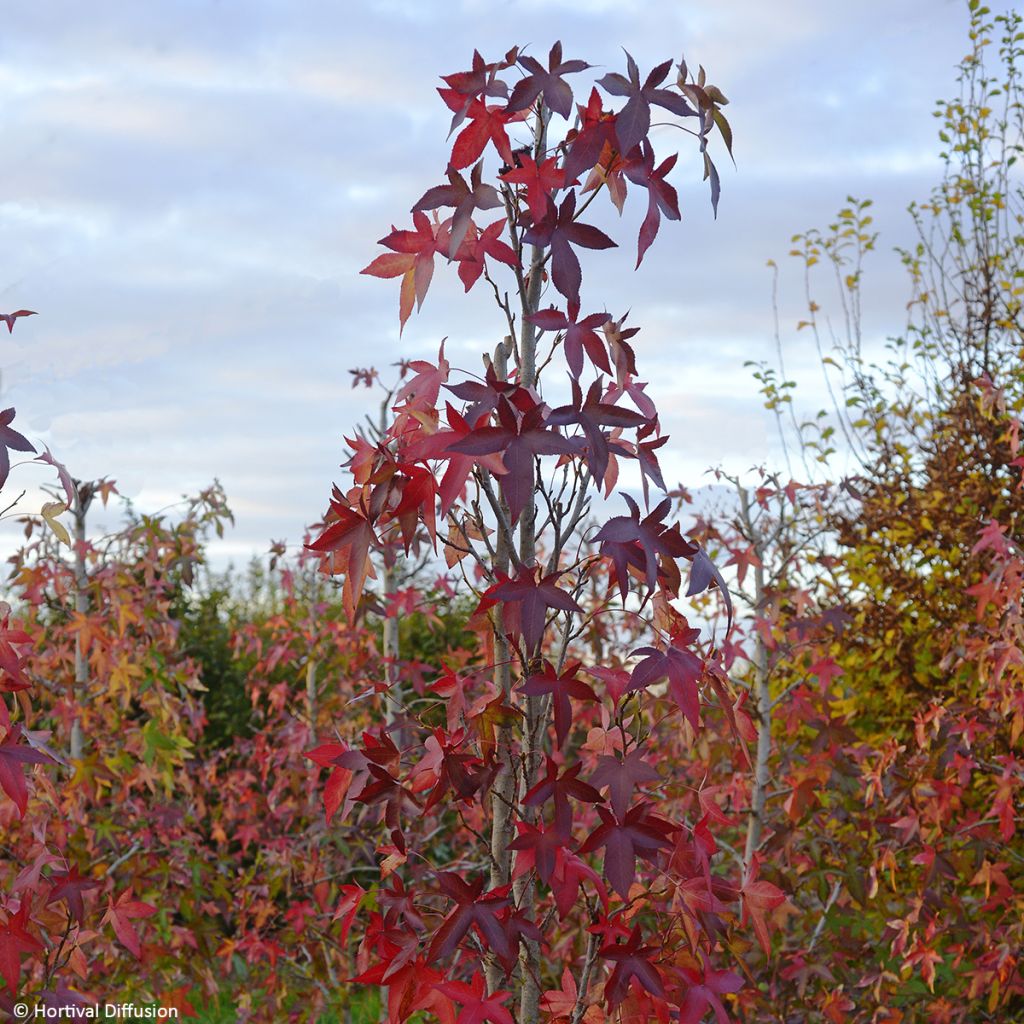Liquidambar styraciflua Oakville Highlight - Copalme d'Amérique