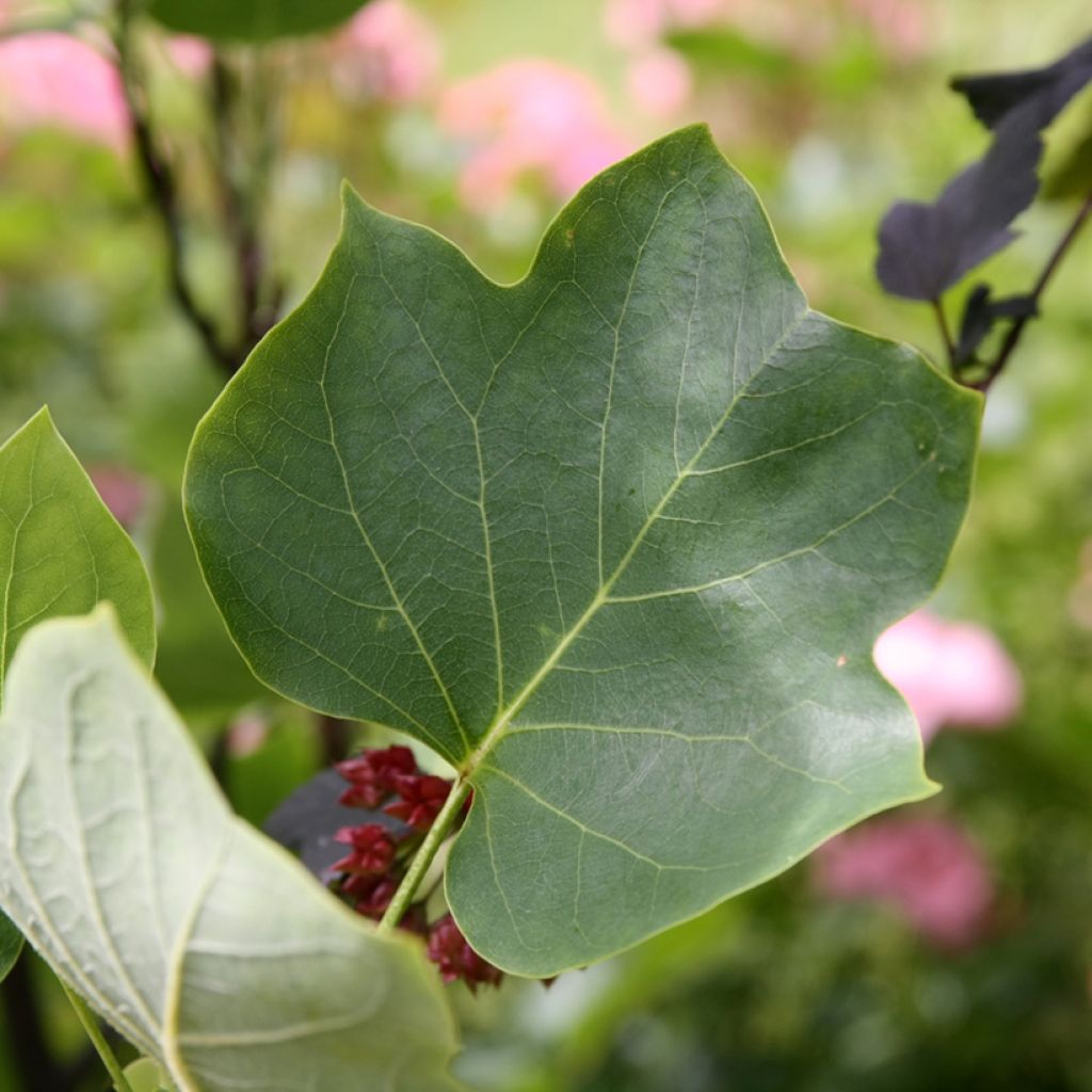Liriodendron tulipifera Aureomarginatum - Tulipier de Virginie 