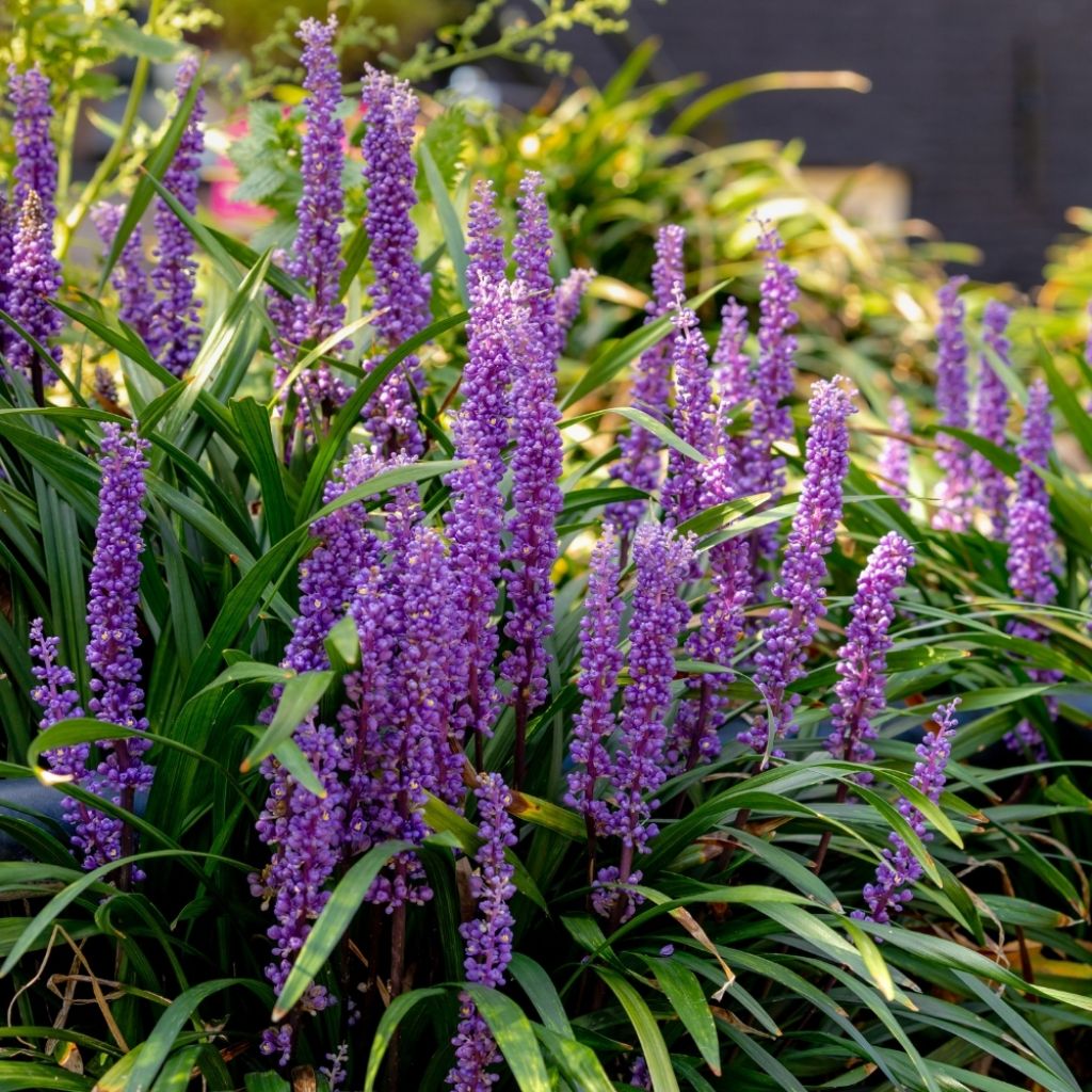 Liriope muscari