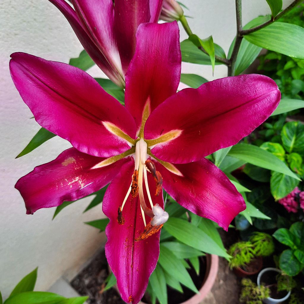 Lis hybride oriental Carbonero