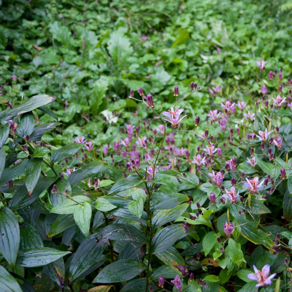 Lis orchidée - Tricyrtis formosana