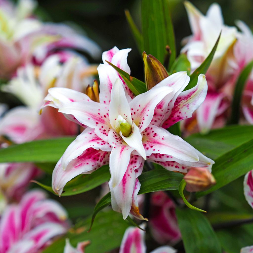 Lis oriental double - Lilium Magic Star