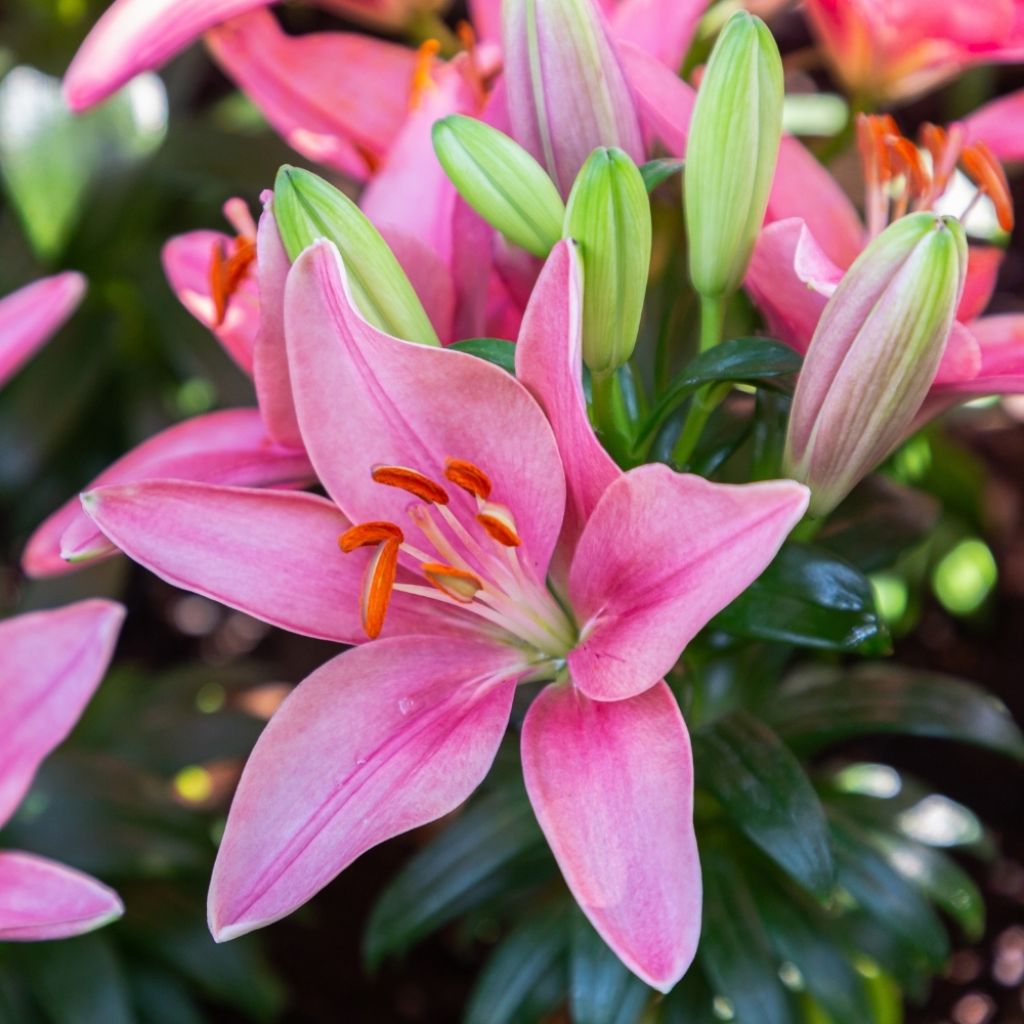 Lis hybride asiatique - Lilium Foxtrot