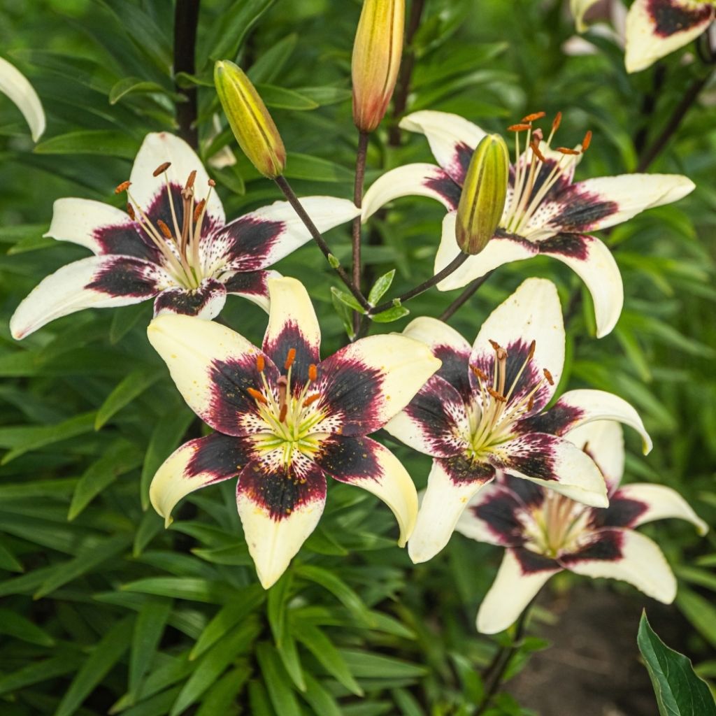 Lis asiatique - Lilium Netty's pride