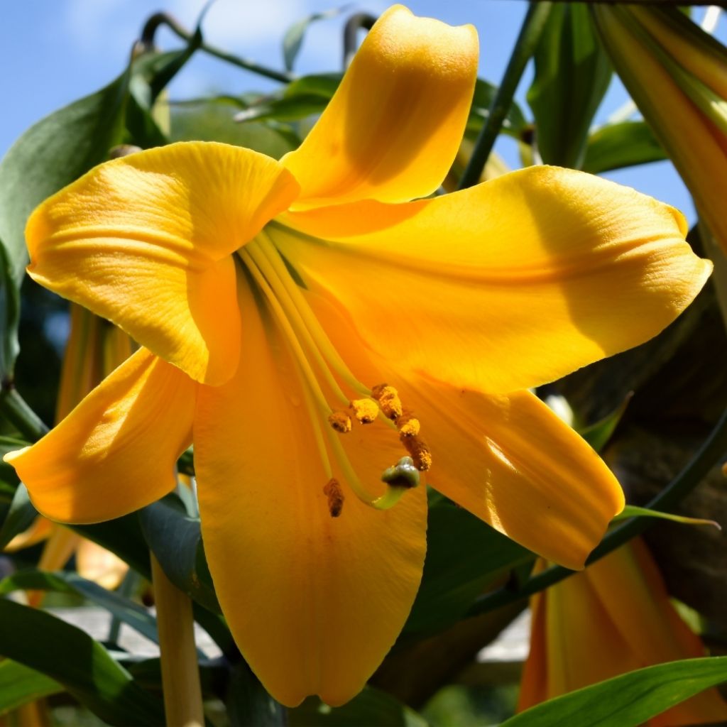 Lis trompette - Lilium x regale African Queen