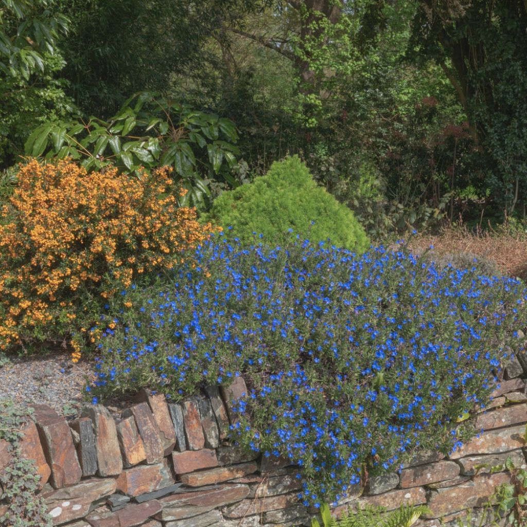 Lithodora diffusa Heavenly Blue - Grémil diffus
