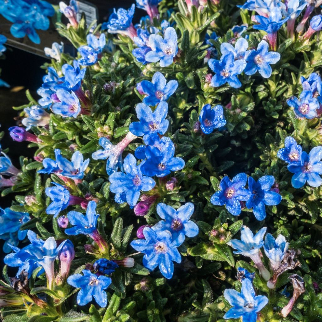 Lithodora diffusa Heavenly Blue - Grémil diffus