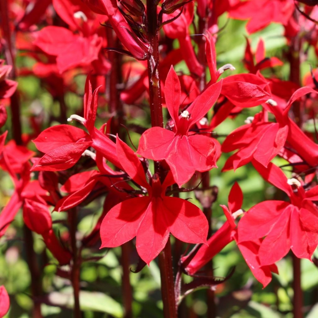 Lobelia fulgens Queen Victoria