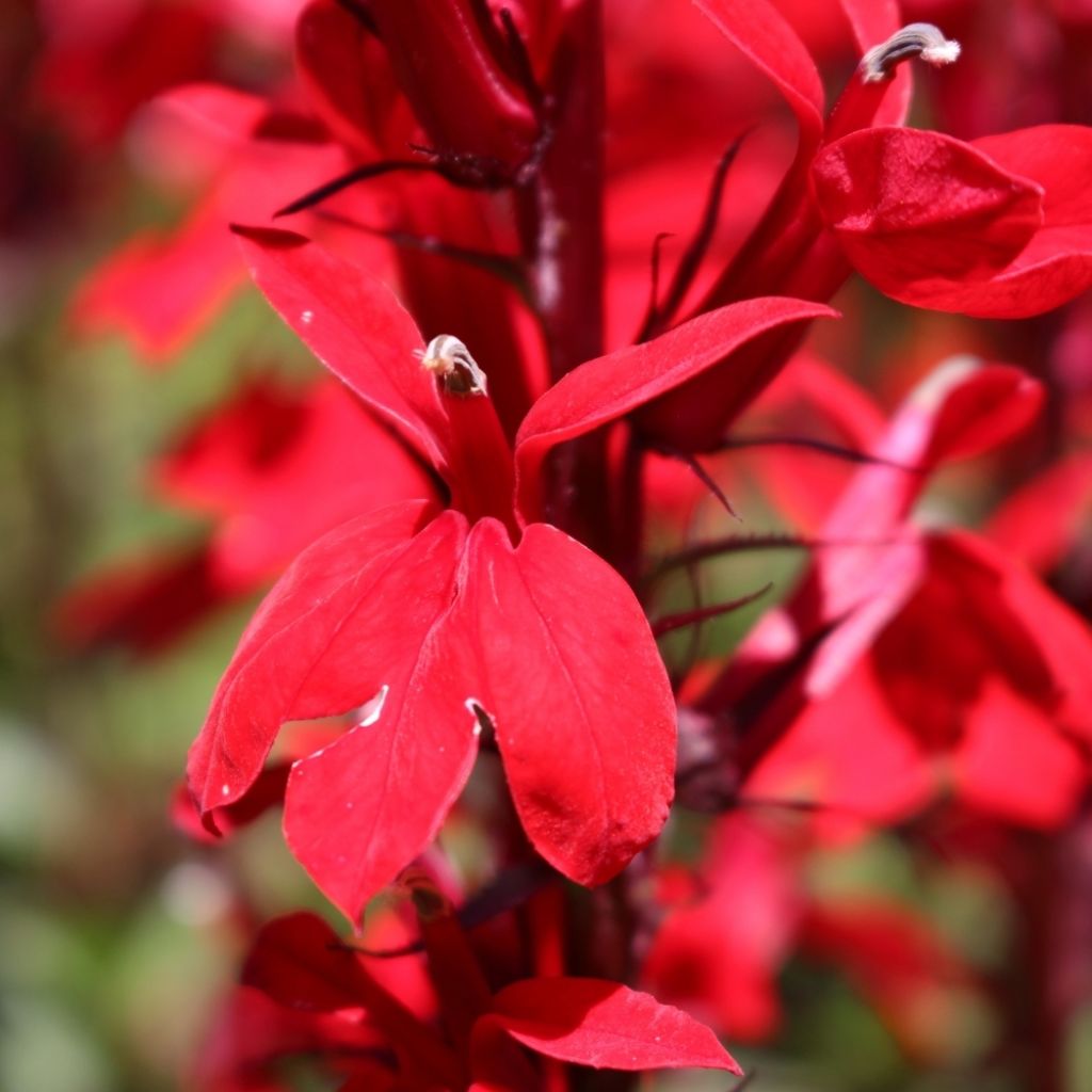Lobelia fulgens Queen Victoria