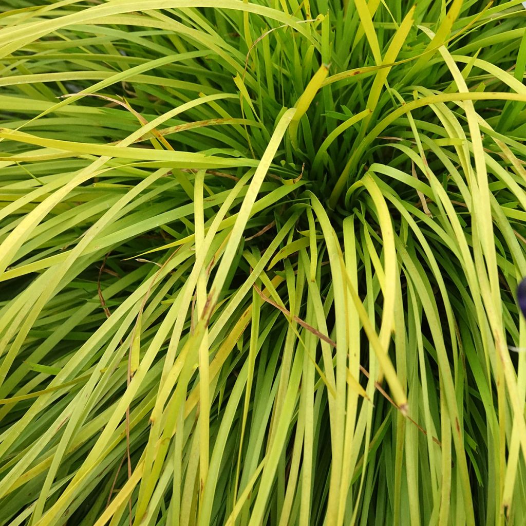 Lomandra longifolia Miner's Gold