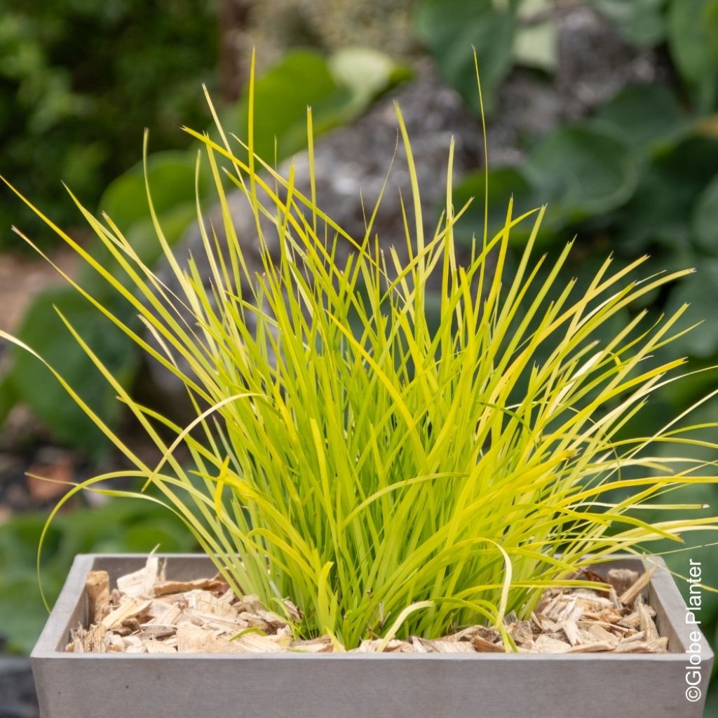 Lomandra longifolia Miner's Gold