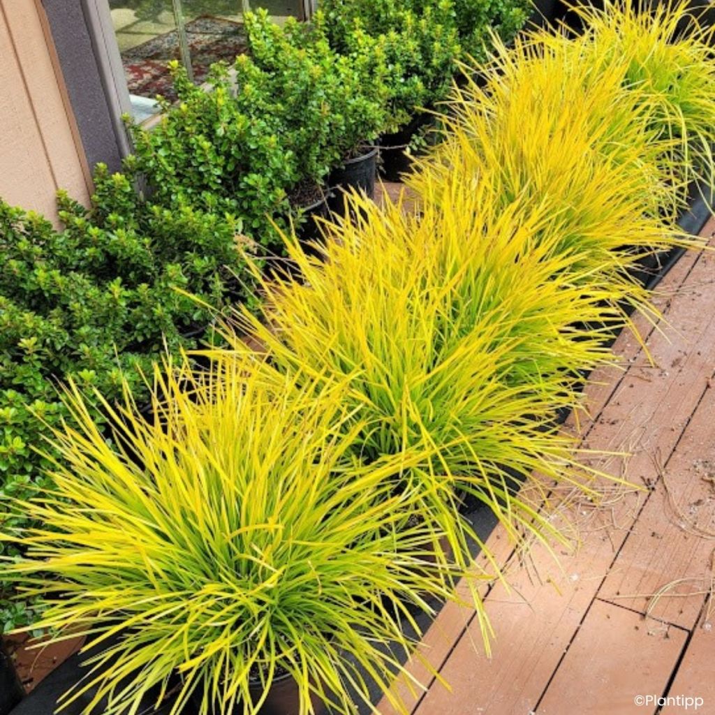 Lomandra longifolia Miner's Gold