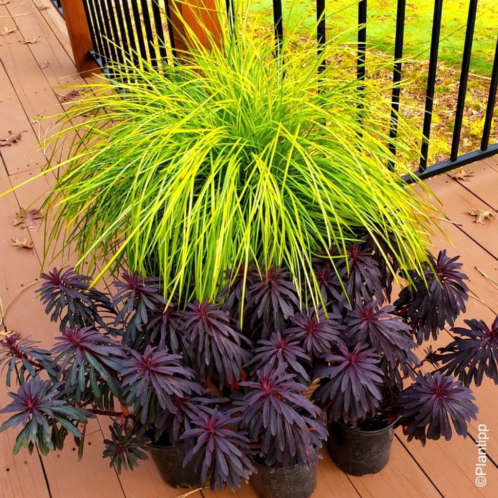 Lomandra longifolia Miner's Gold