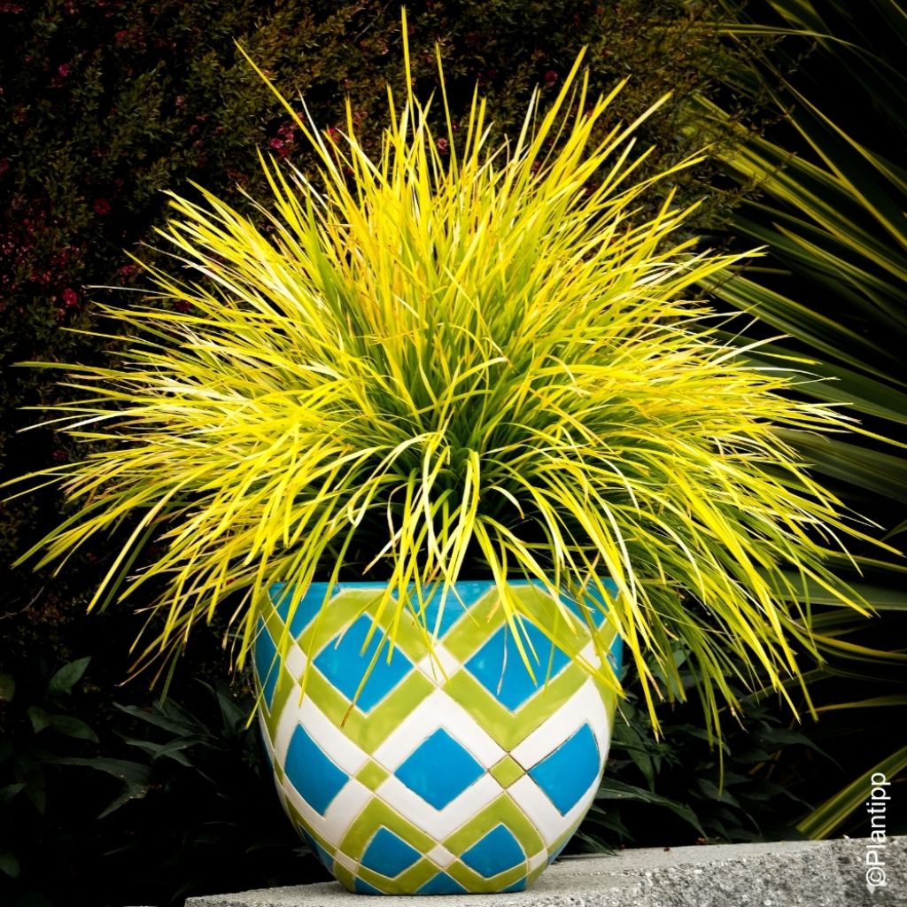 Lomandra longifolia Miner's Gold