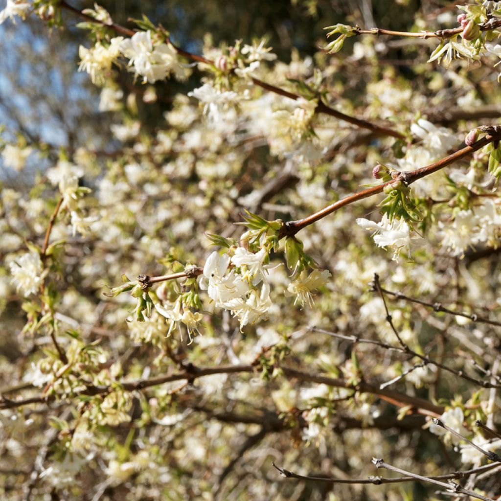 Lonicera fragrantissima - Chèvrefeuille d'hiver