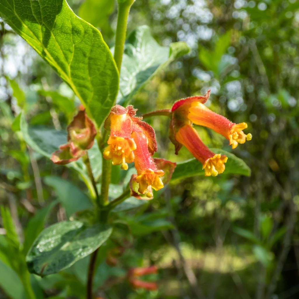 Lonicera involucrata var. ledebourii - Chèvrefeuille de Ledebour