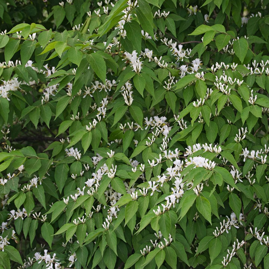 Lonicera maackii - Chèvrefeuille de Maack