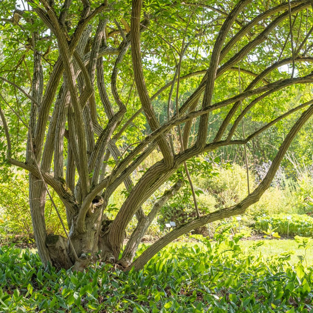 Lonicera maackii - Chèvrefeuille de Maack