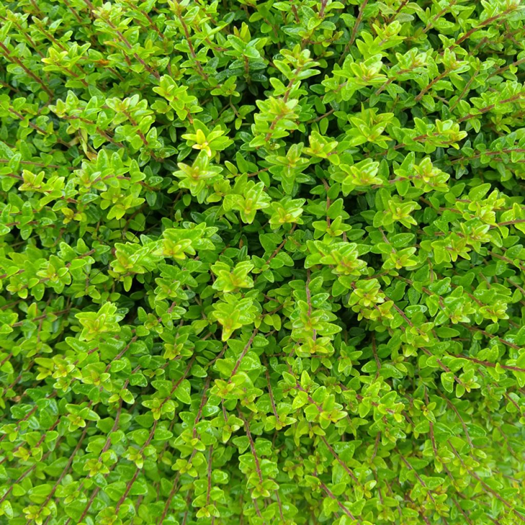 Lonicera nitida Tidy Tips - Chèvrefeuille à feuilles de Buis