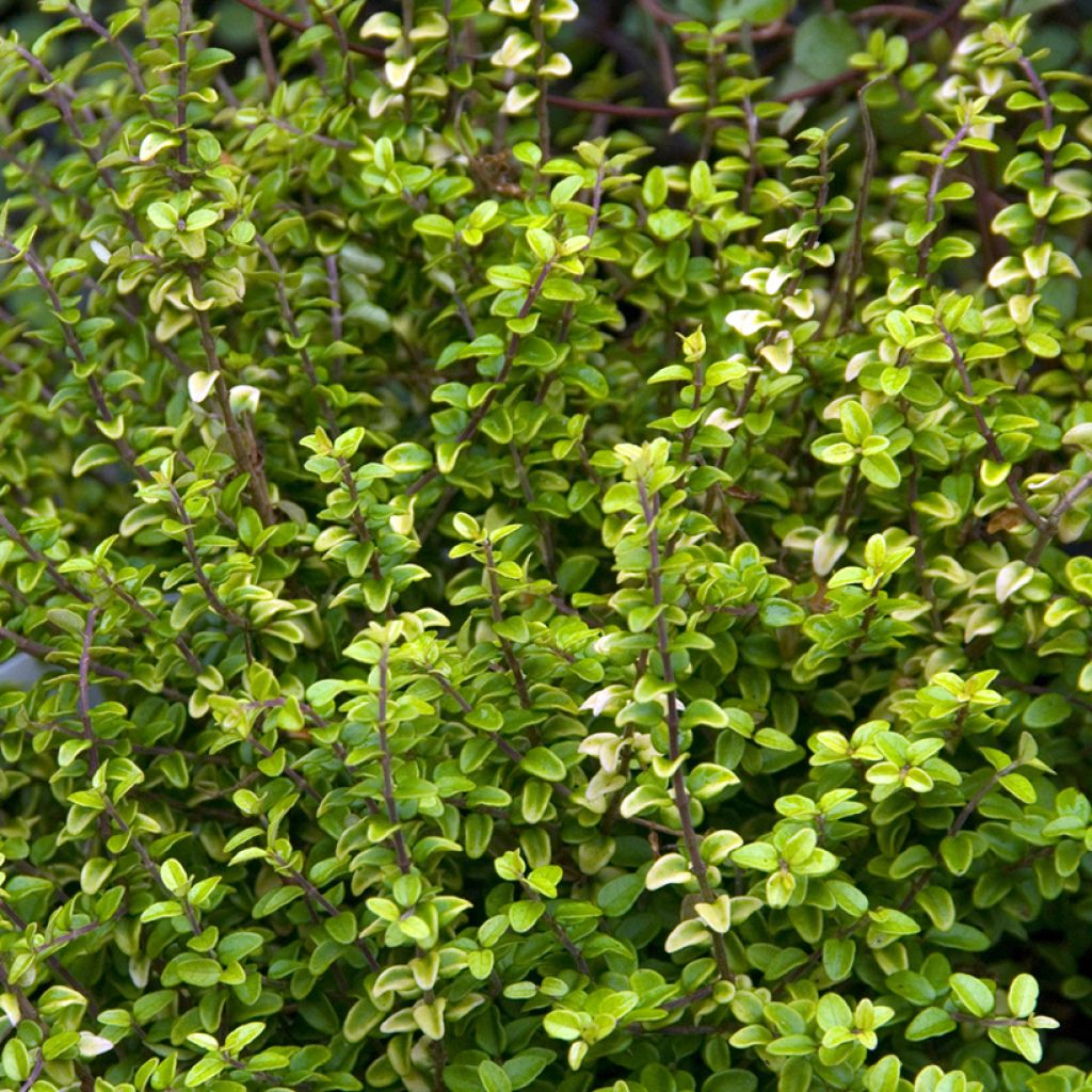 Lonicera nitida Twiggy - Chèvrefeuille à feuilles de buis