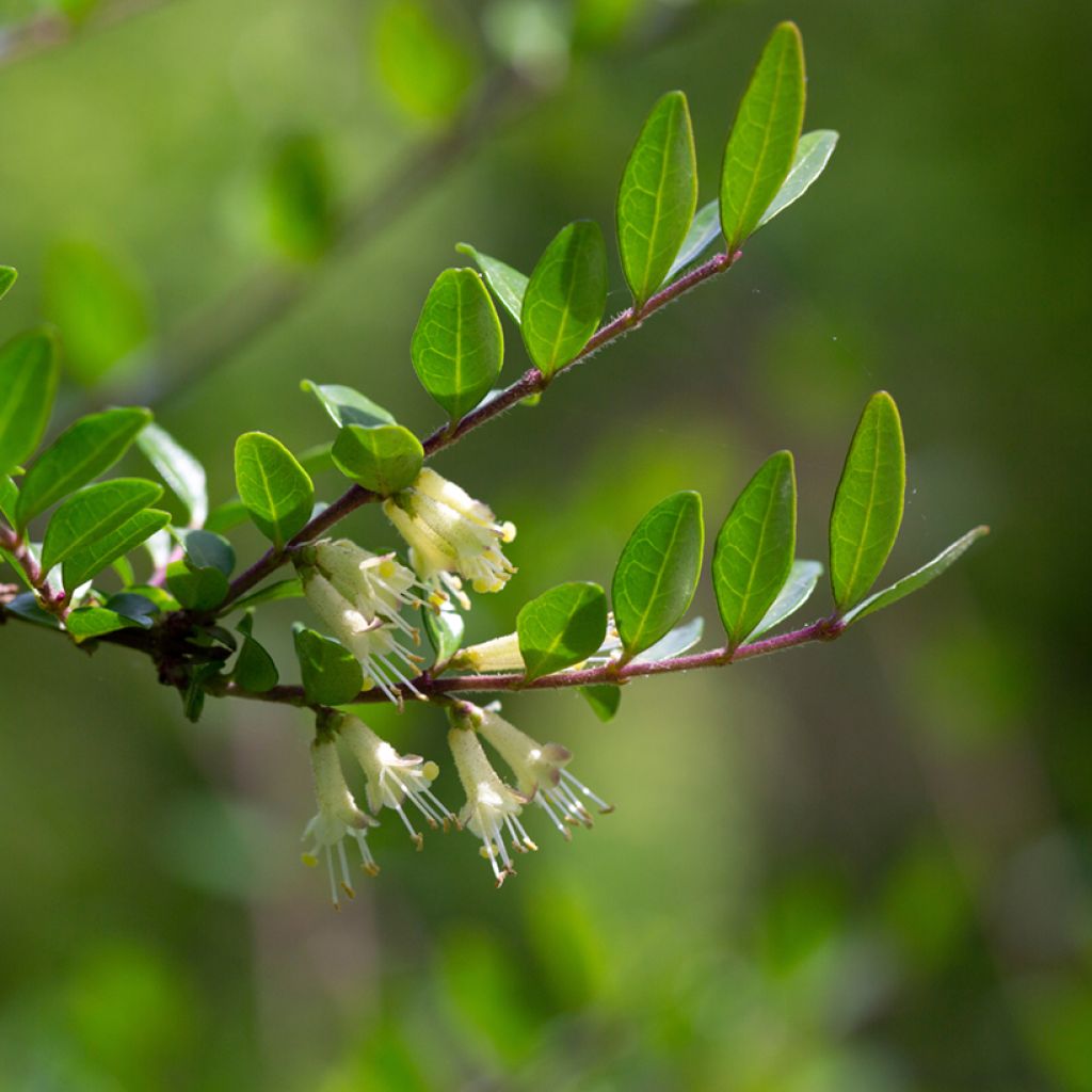 Lonicera pileata - Chèvrefeuille à cupule