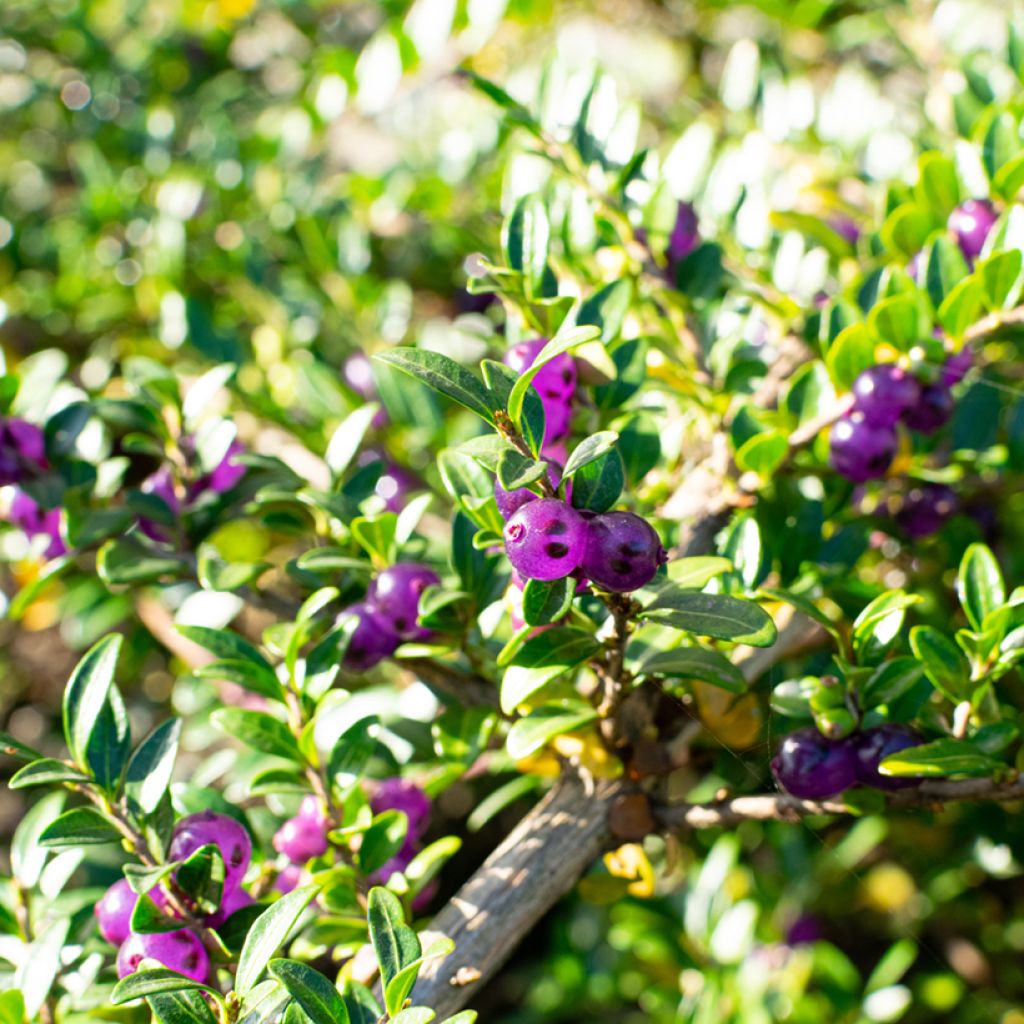 Lonicera pileata - Chèvrefeuille à cupule