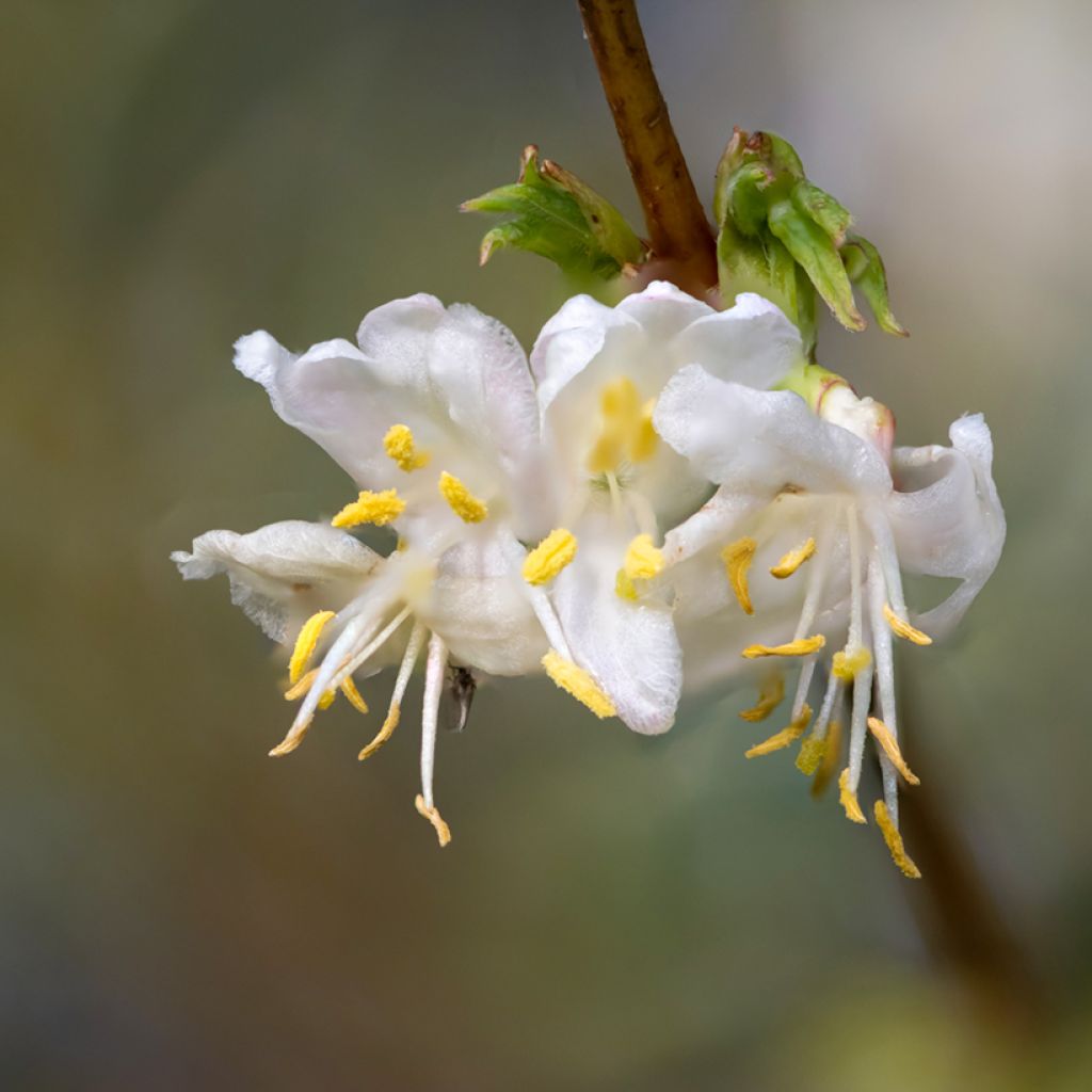 Lonicera purpusii Winter Beauty - Chèvrefeuille d'hiver parfumé 