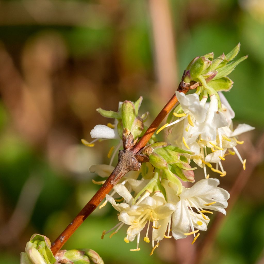 Lonicera purpusii Winter Beauty - Chèvrefeuille d'hiver parfumé 