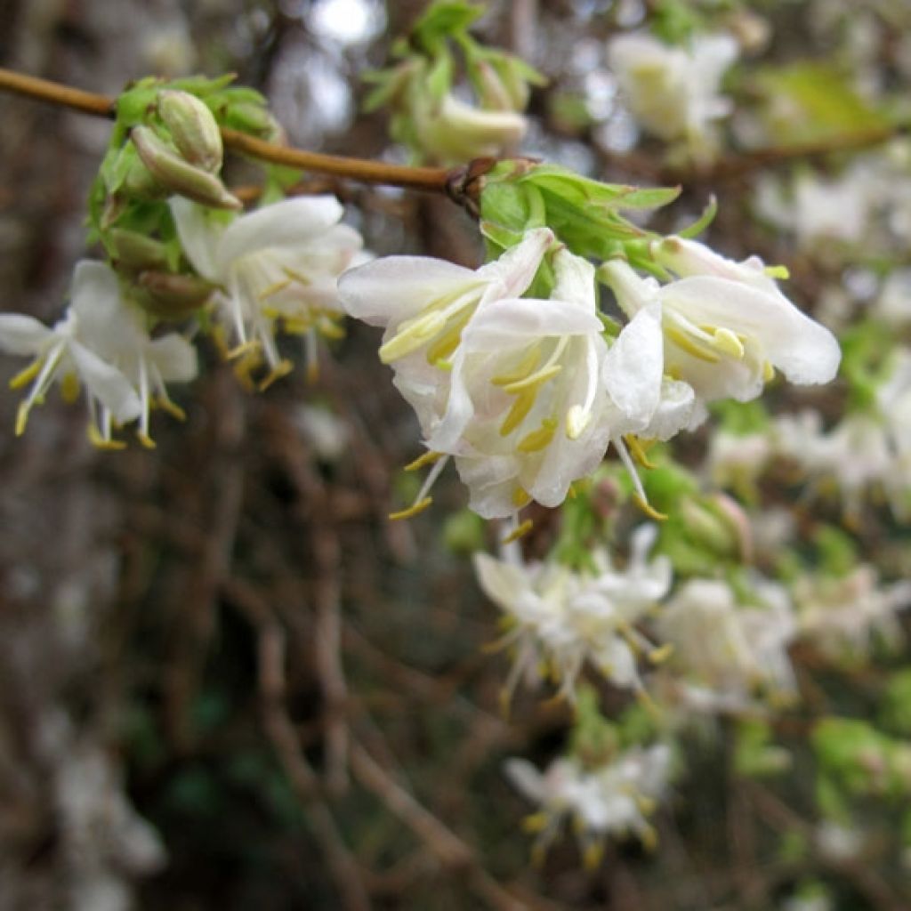 Chèvrefeuille dhiver, Lonicera purpusii Winter Beauty