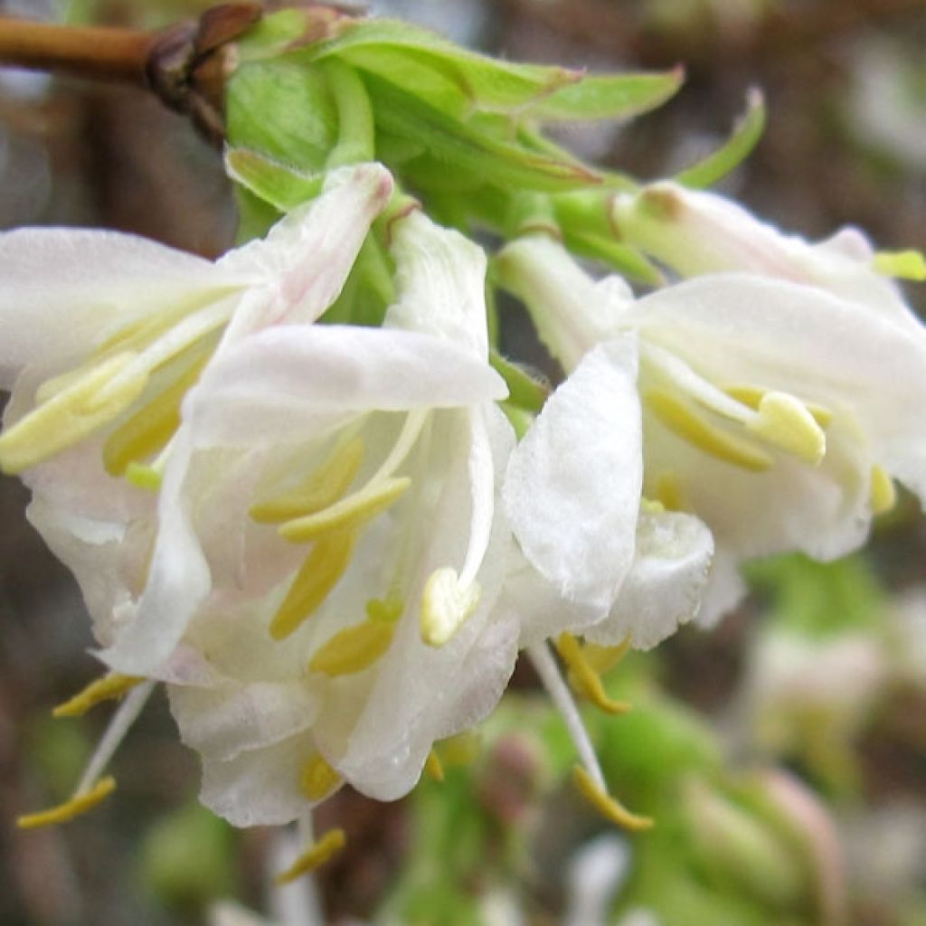 Chèvrefeuille dhiver, Lonicera purpusii Winter Beauty