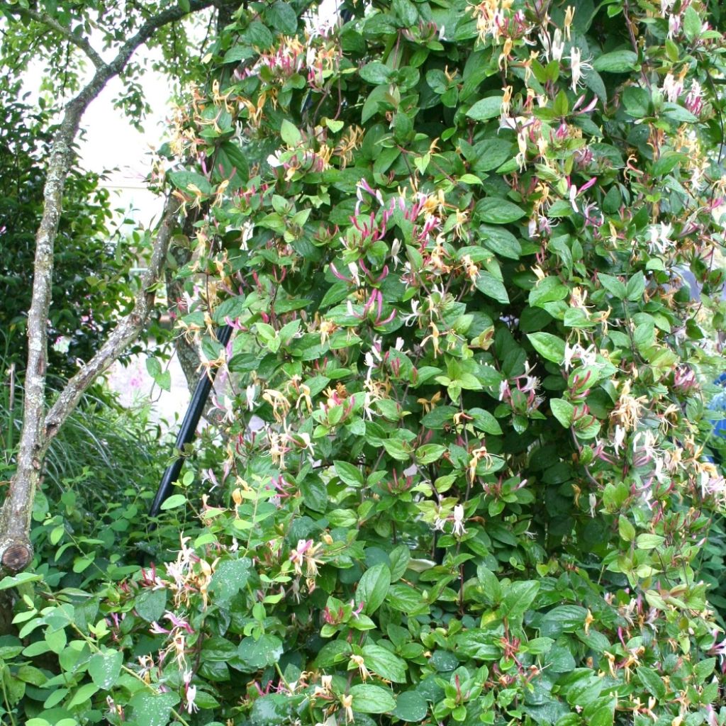 Chèvrefeuille du Japon - Lonicera japonica Sinensis