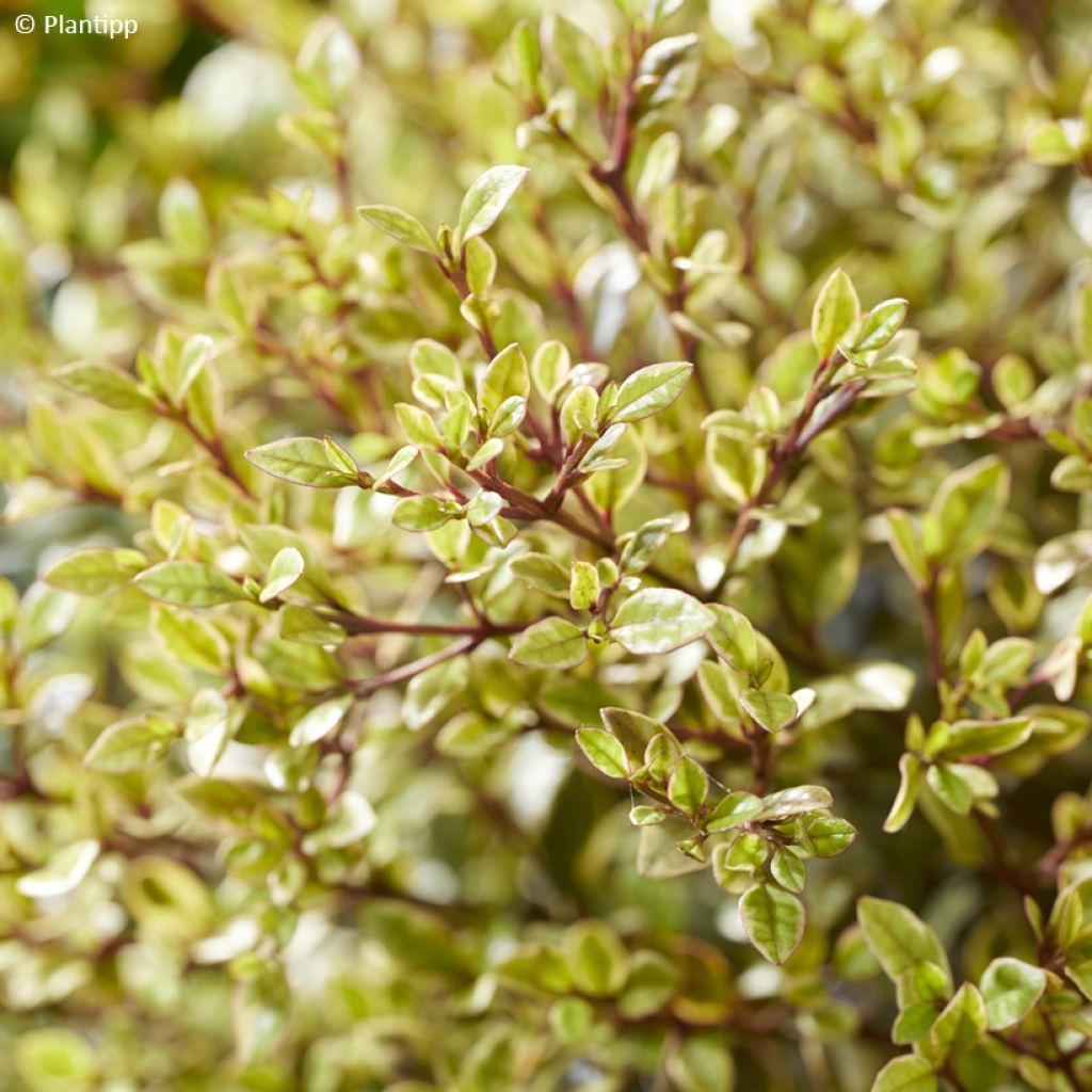Lophomyrtus Golden dragon