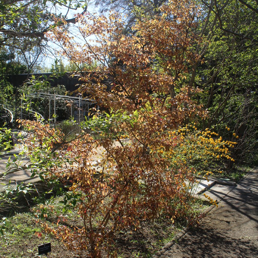Loropetalum chinense - Loropétale de Chine