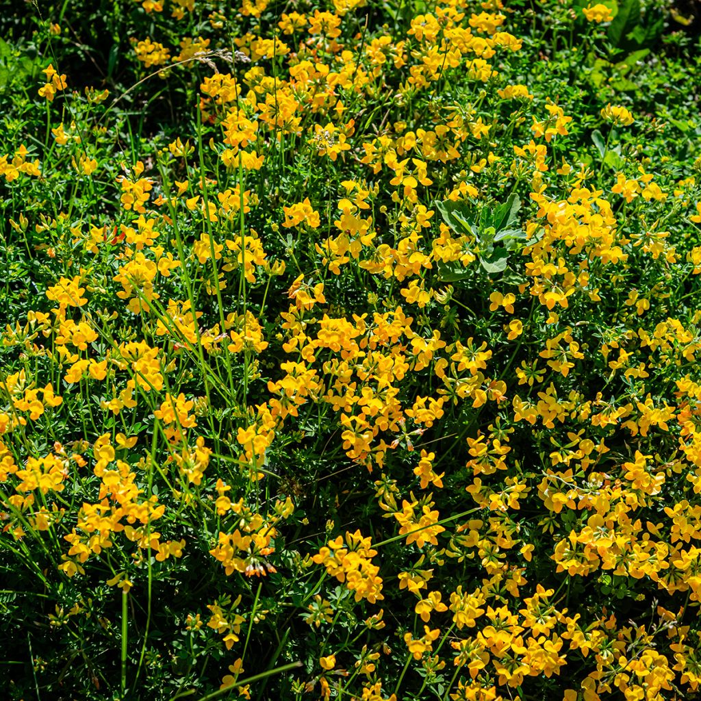 Lotus corniculatus - Lotier corniculé