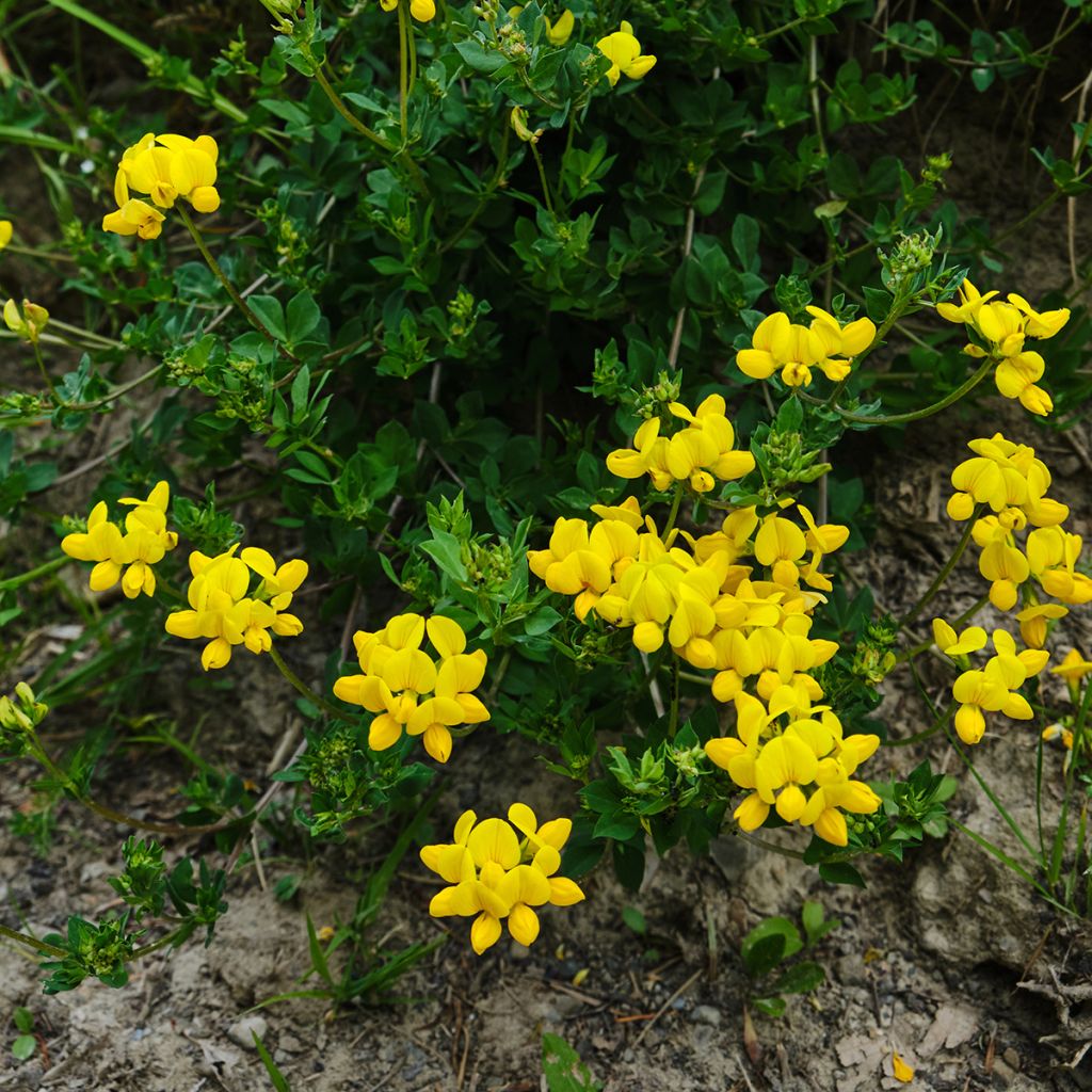 Lotus corniculatus - Lotier corniculé