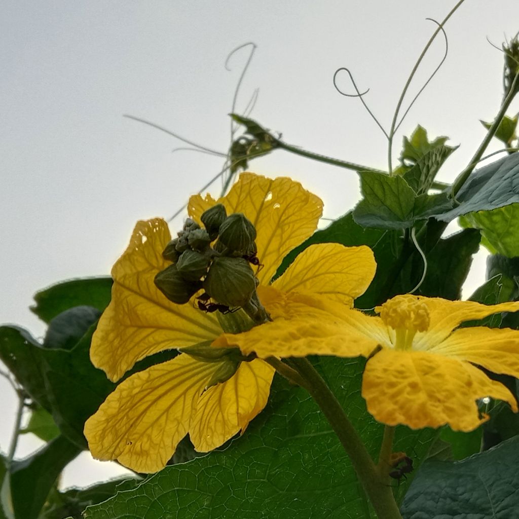 Luffa Cylindrica (Courge torchon, Eponge végétale)