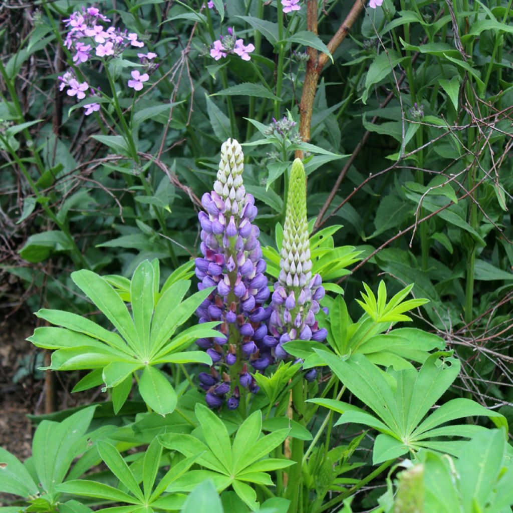 Lupin Gallery Blue