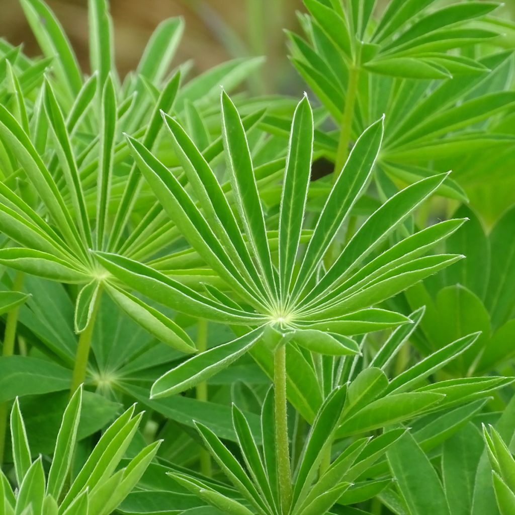 Lupin Gallery White