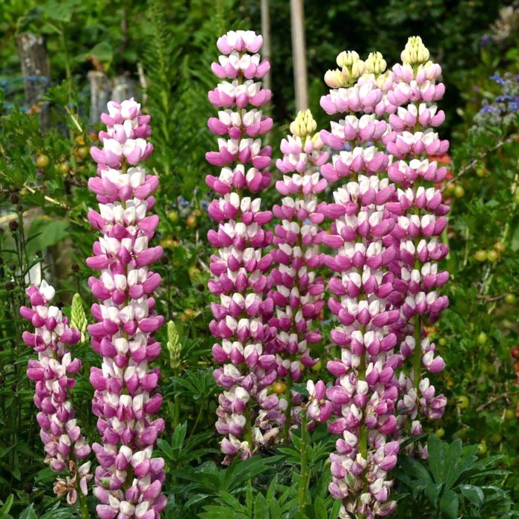 Lupin La Chatelaine rose
