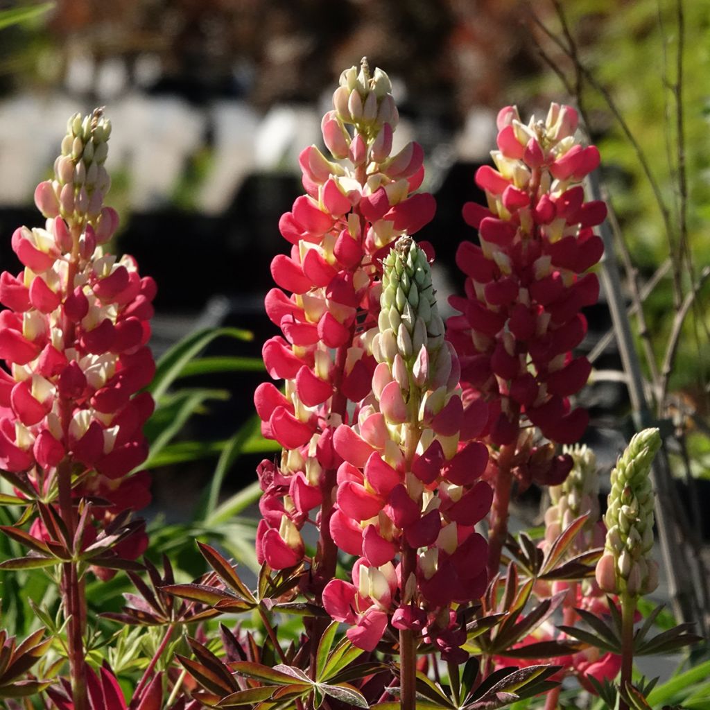 Lupin West Country Tequila Flame rouge et jaune
