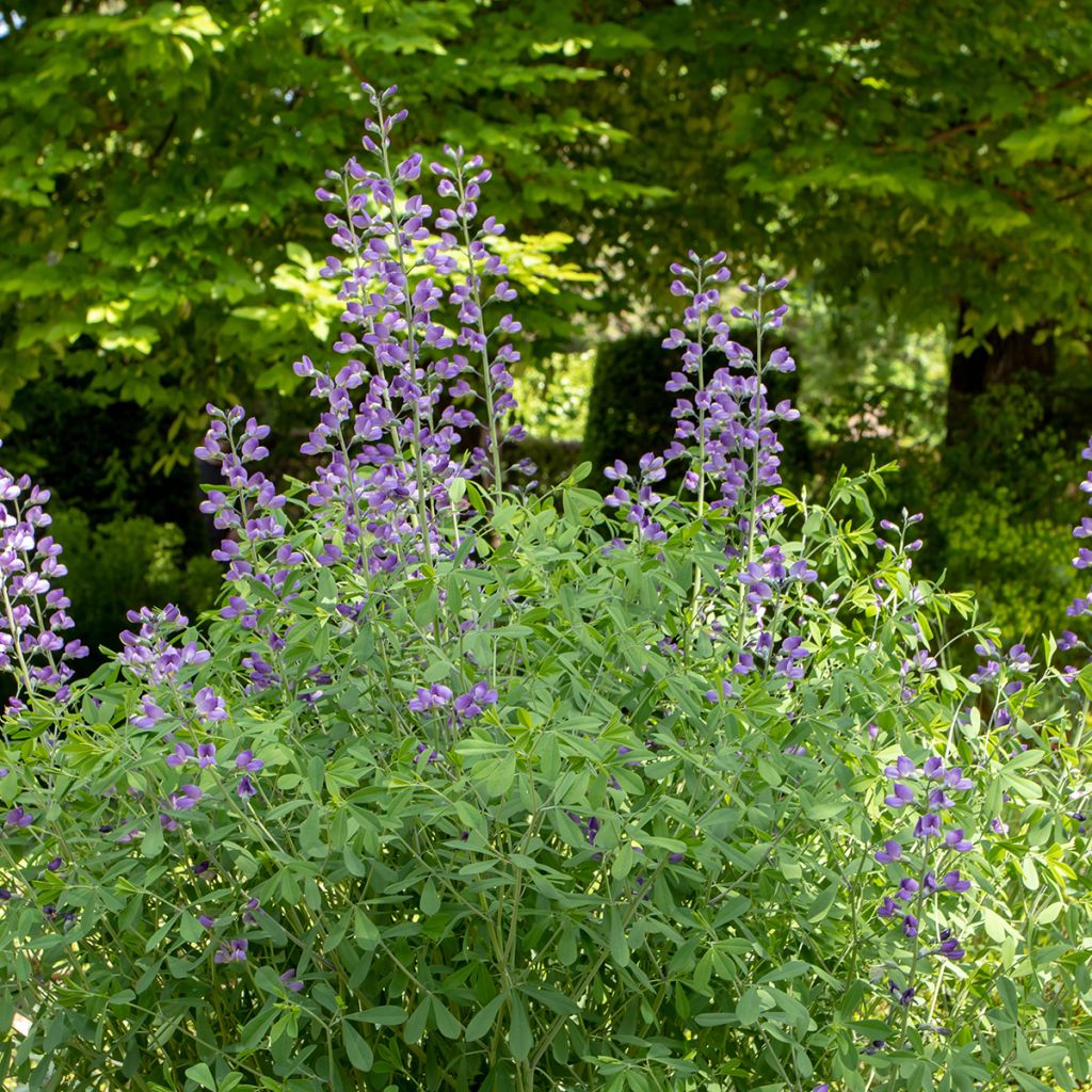 Lupin indigo, Baptisia australis