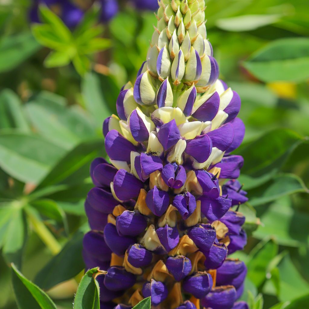 Lupin Gallery Bicolor Yellow and Blue