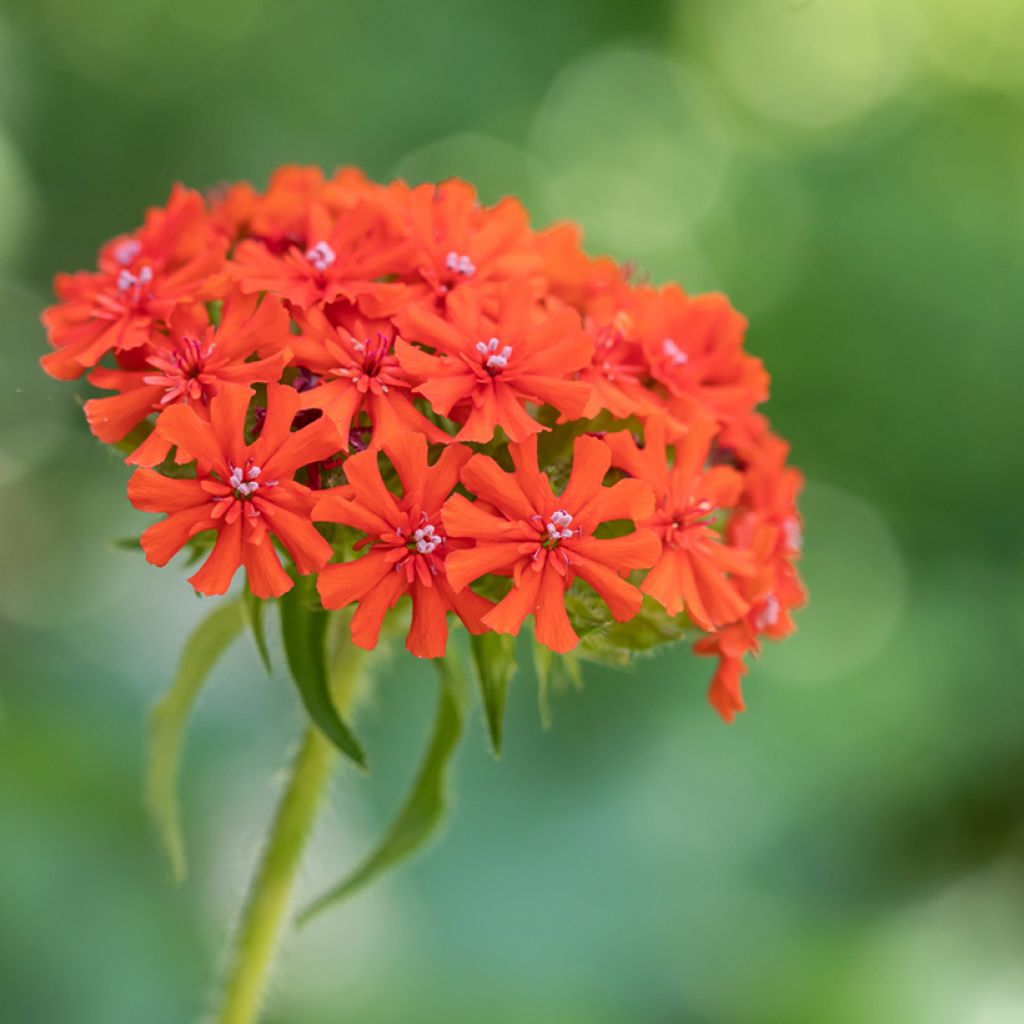Lychnis chalcedonica Croix de Malte